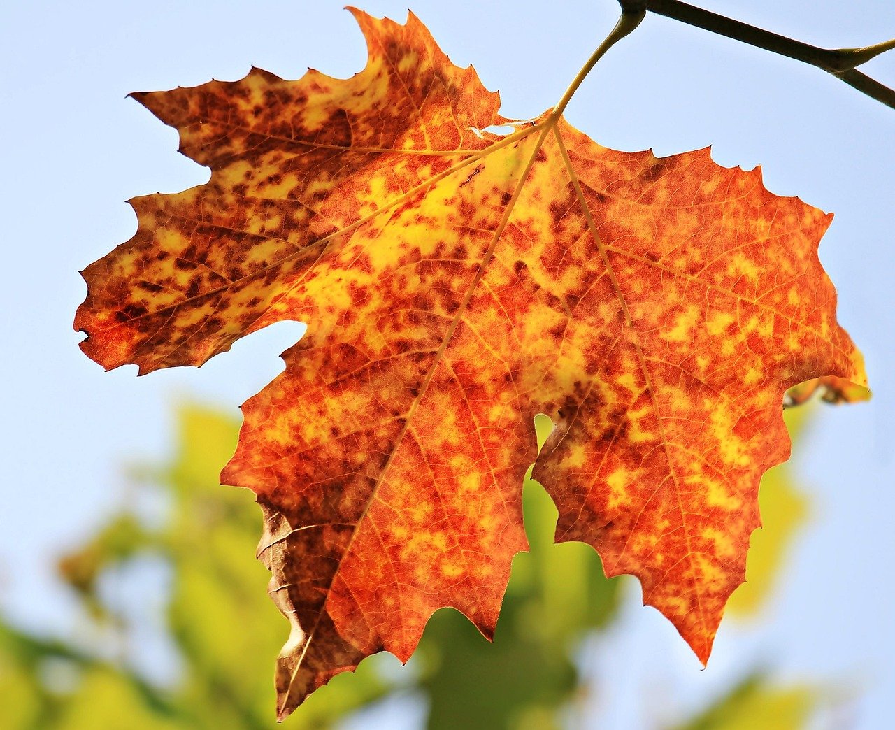 burnt orange nails stunning fall