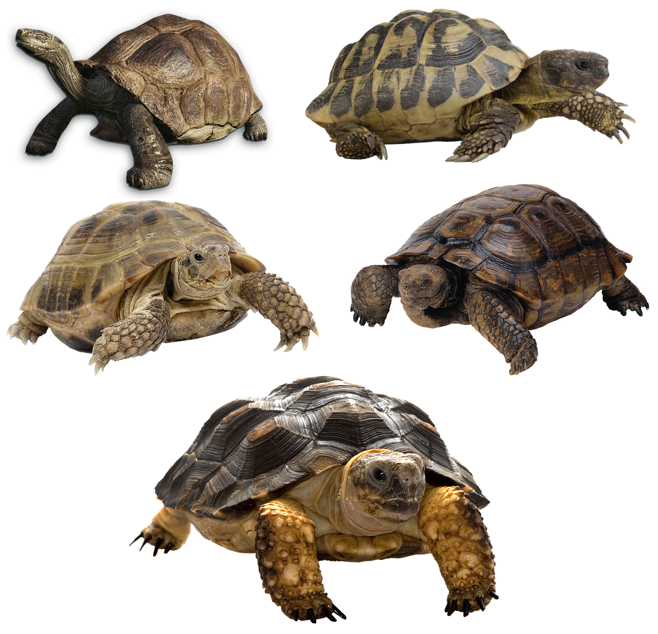 Instagram posts featuring tortoise shell nails with high engagement, showing their popularity on social media.