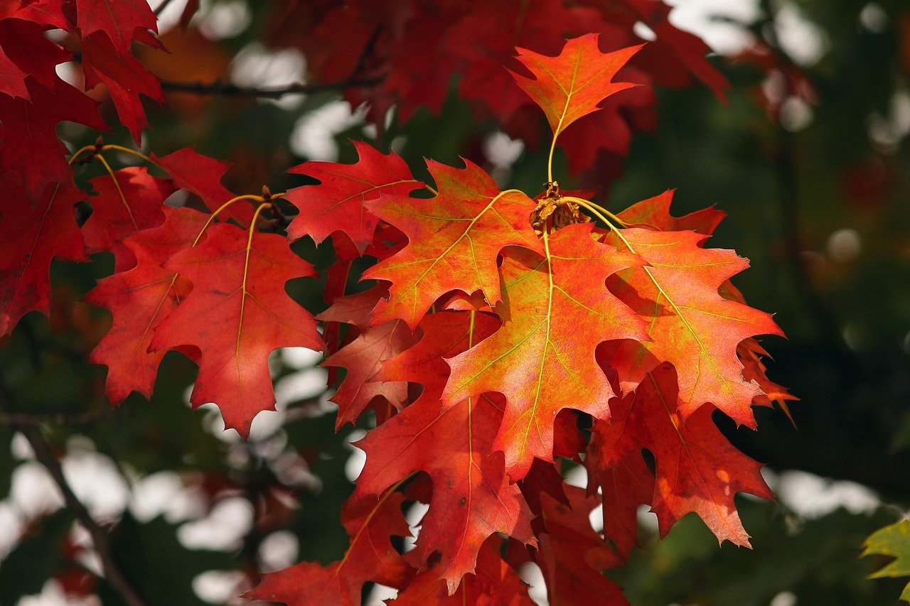 Fall 2025 trending nail polish colors in mocha mousse, olive green, rust red, and golden yellow arranged with autumn leaves
