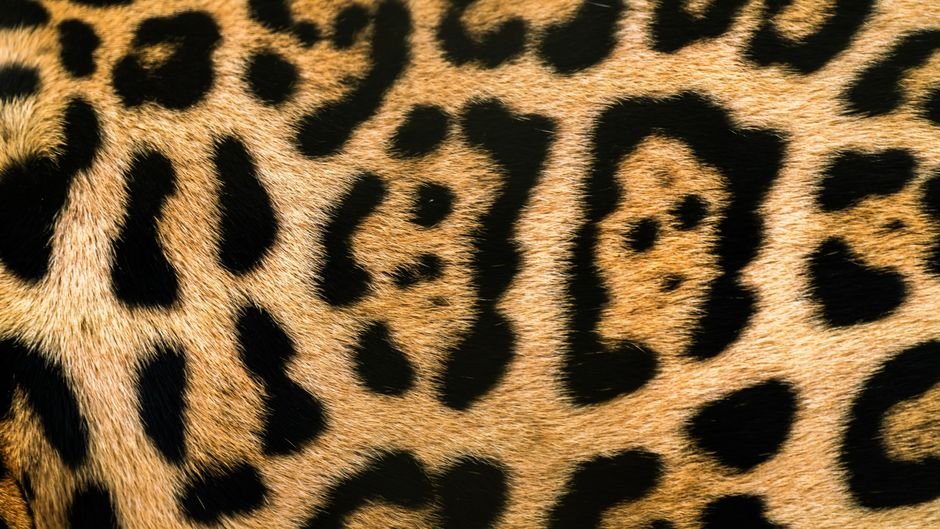 Leopard print fall nails
