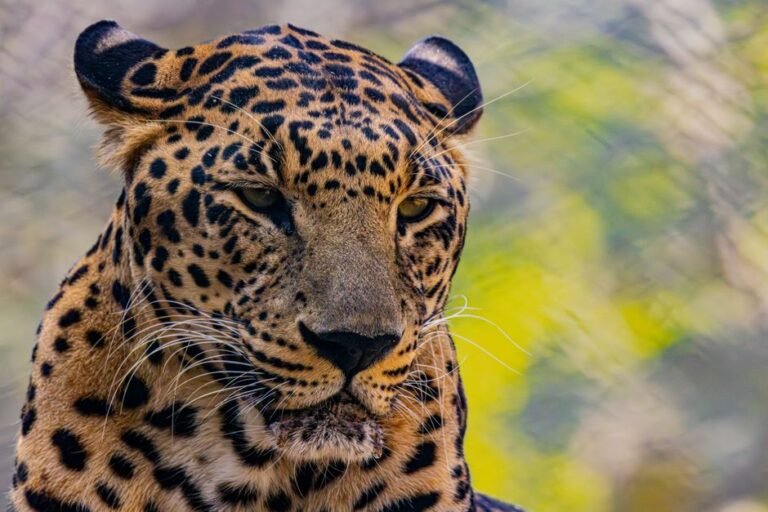Leopard French Tips: 40+ Wild Ways to Rock Animal Print Elegance in 2025