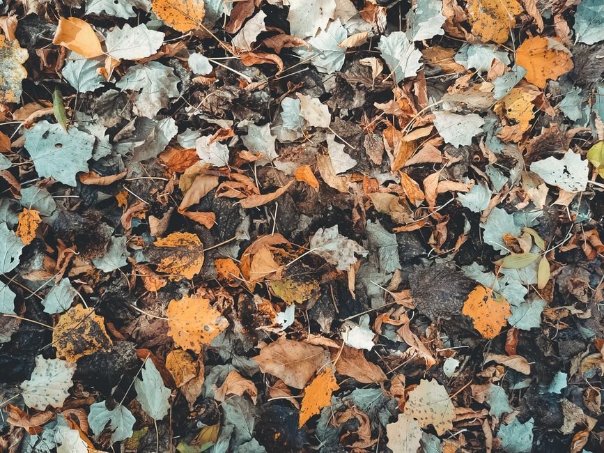 Autumn Leaves Color Palette Outfit