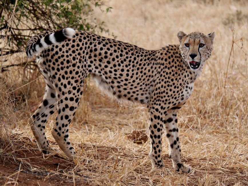 How to Do Cheetah Print on Nails