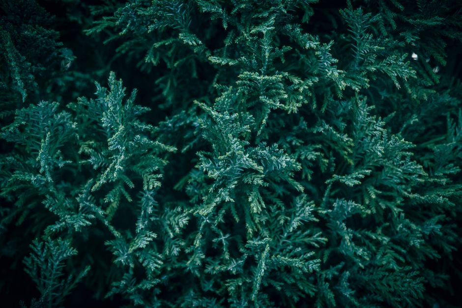 Green Winter Nails