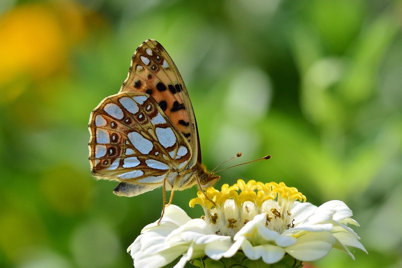 Butterfly Cut Evolved  Shapely V Zones
