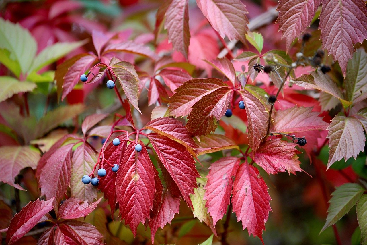 Why Fall Hair Colors Are Different