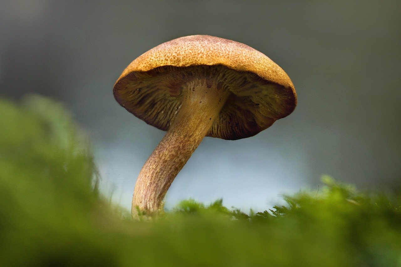 Mushroom Blond Fusion Earthy Meets Light