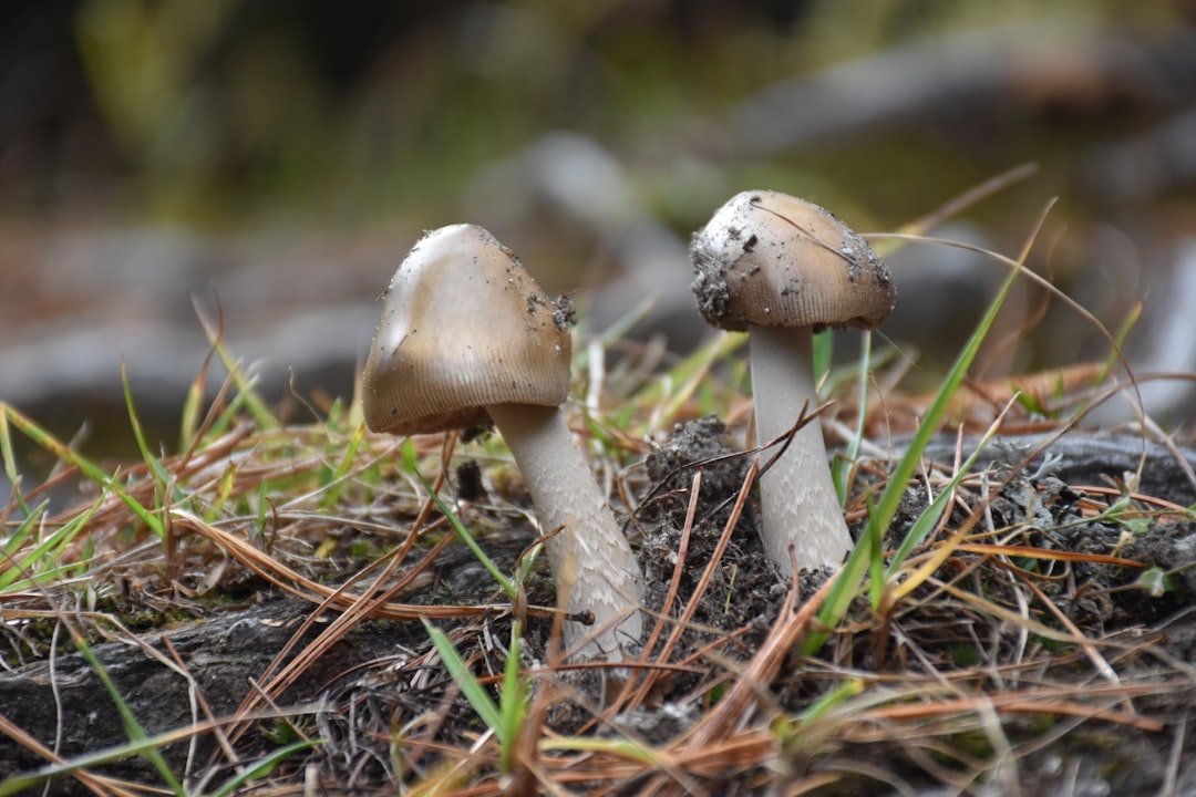 Smoky Mushroom Blend Soft Neutral Fusion