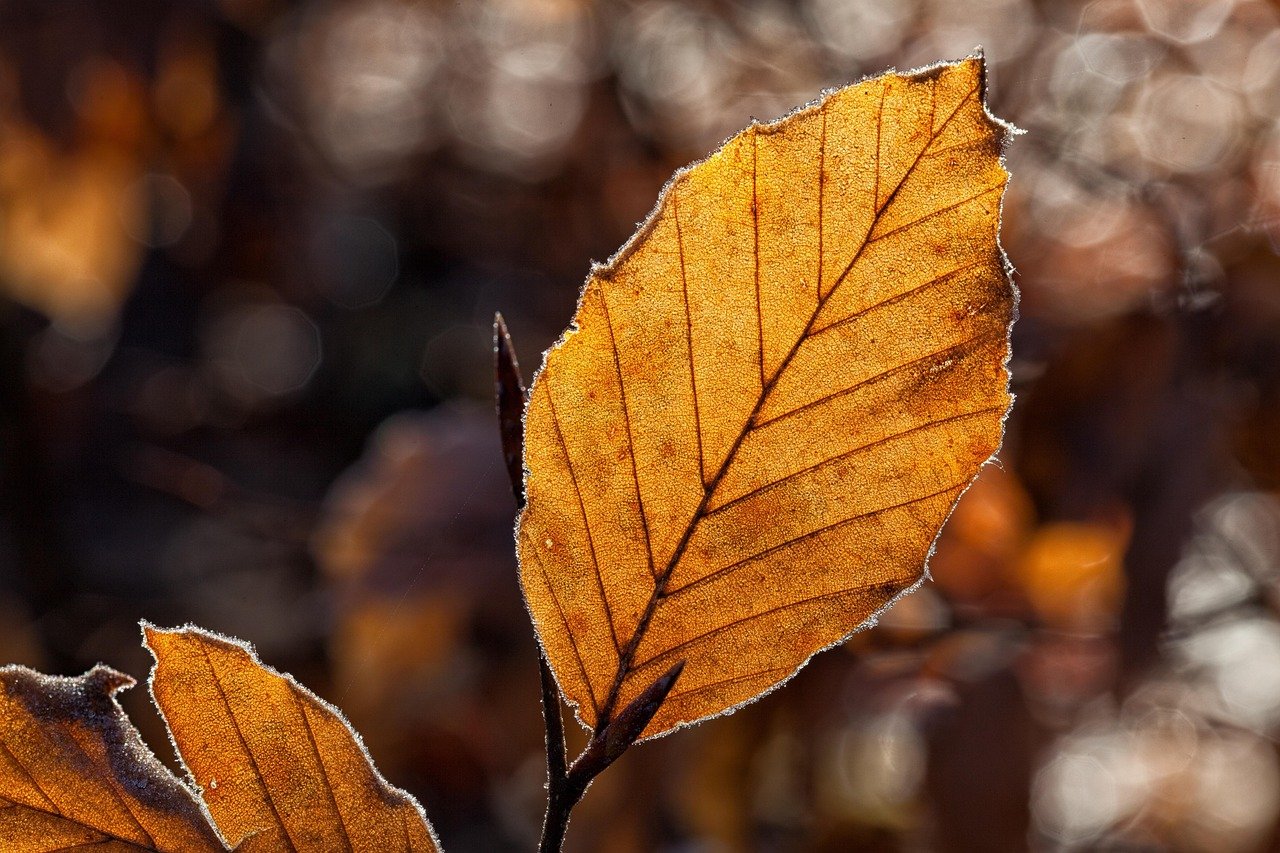 Cool Caramel Tones