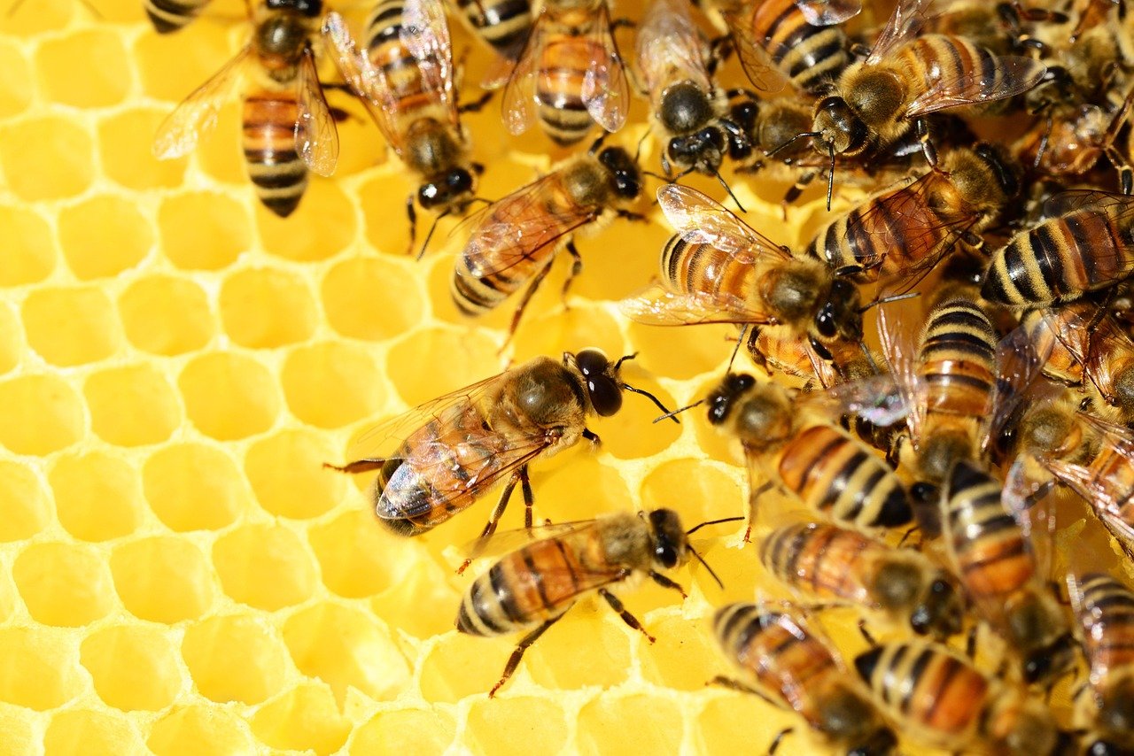  Budget-Friendly Honey Blonde Ideas