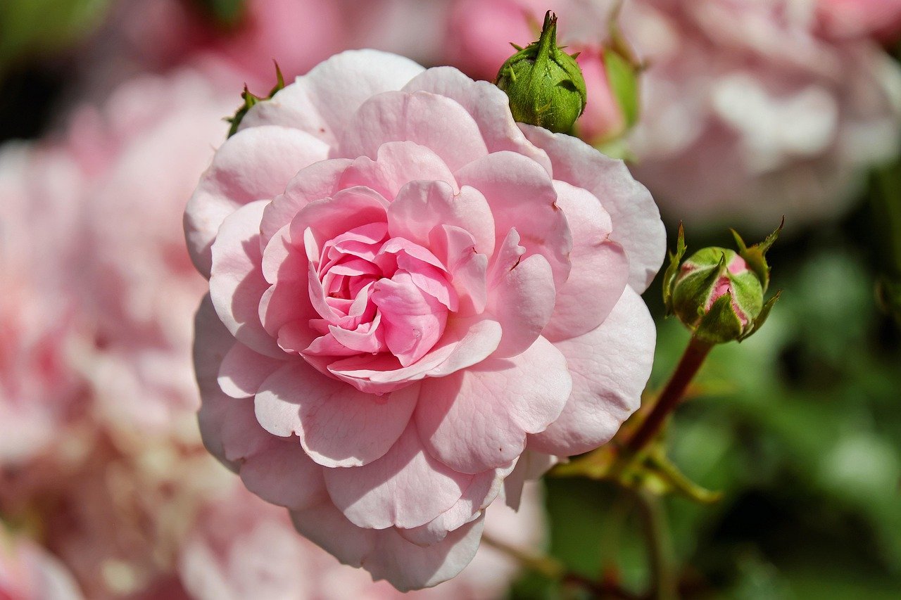 Dusty Rose Pink for Low-Maintenance Color Lovers