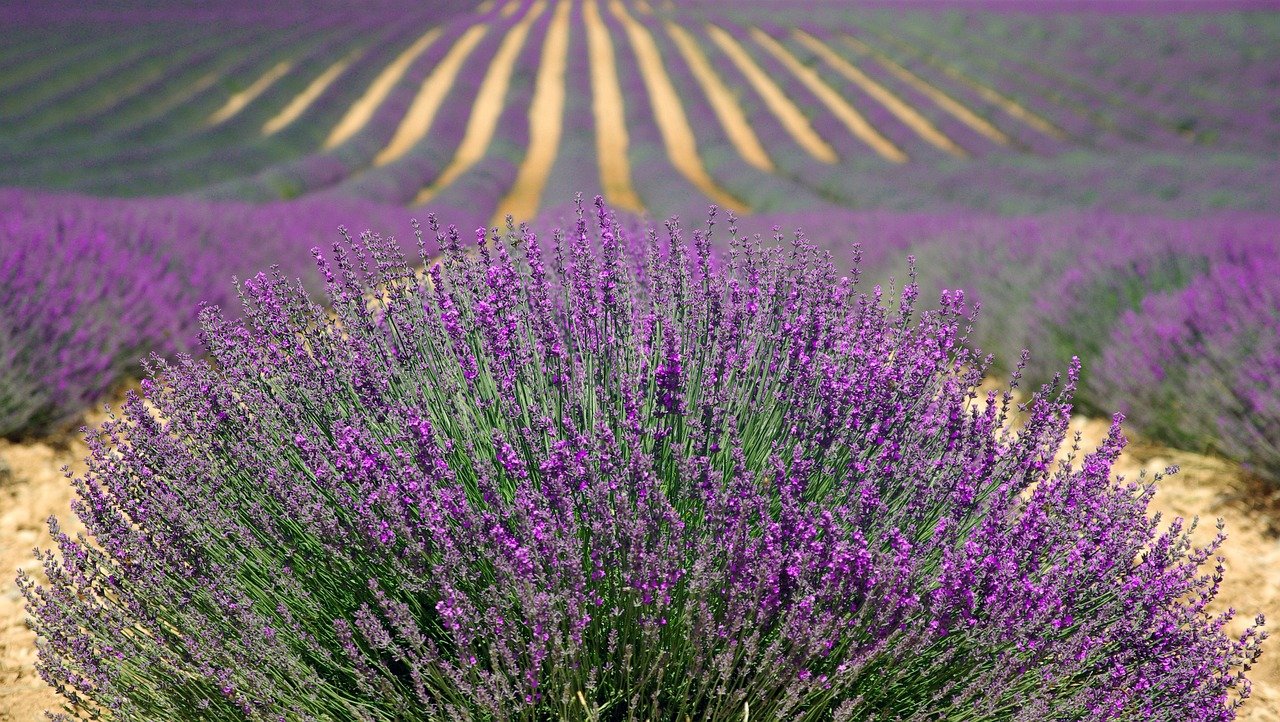 Latest Trends in Lavender Hair