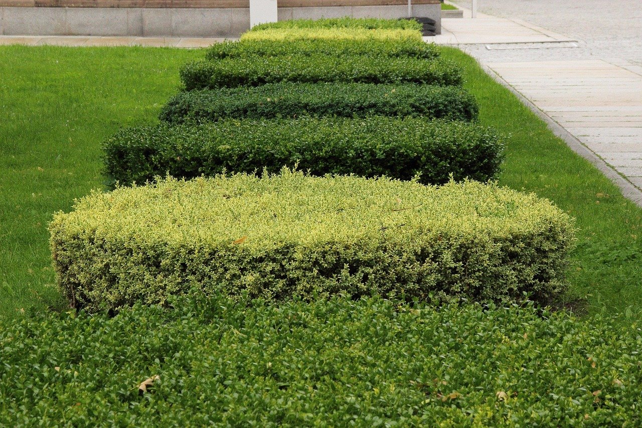 How often should mom cuts be trimmed?
