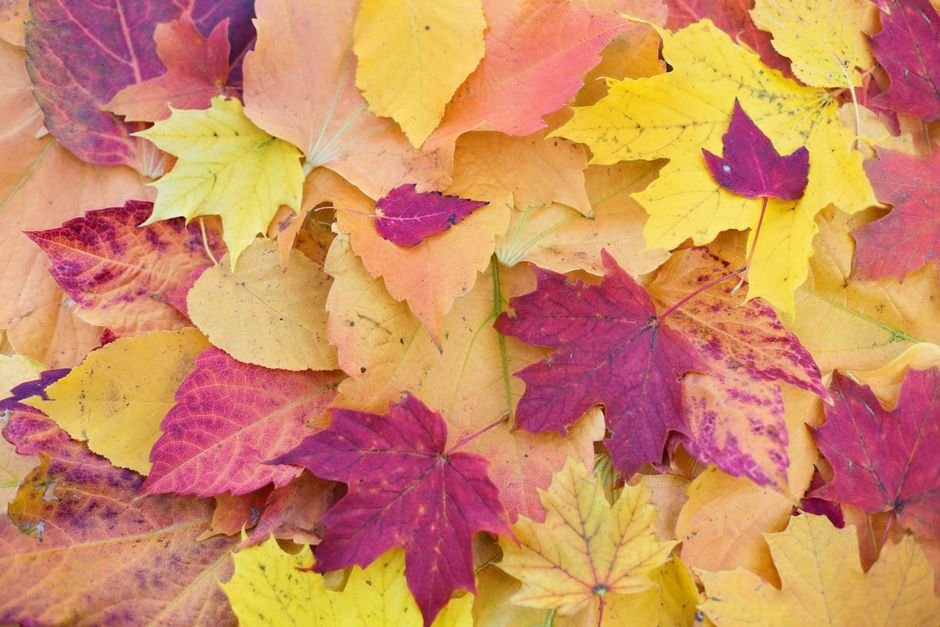 Seasonal Colors & Combinations