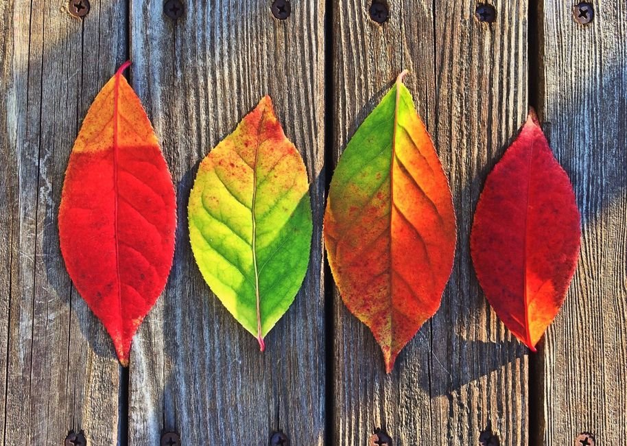 Seasonal Colors & Combinations